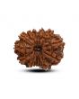 13 Mukhi Rudraksha (Nepal) 23.83 M.M.