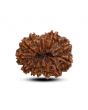 13 Mukhi Rudraksha (Nepal) 23.83 M.M.