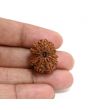 13 Mukhi Rudraksha (Nepal) 23.83 M.M.