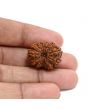 13 Mukhi Rudraksha (Nepal) 23.83 M.M.