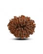 13 Mukhi Rudraksha (Nepal) 23.87 M.M.