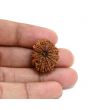 13 Mukhi Rudraksha (Nepal) 23.87 M.M.