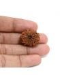 13 Mukhi Rudraksha (Nepal) 23.87 M.M.