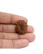 13 Mukhi Rudraksha (Nepal) 23.87 M.M.