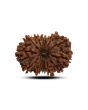 13 Mukhi Rudraksha (Nepal) 25.15 M.M.