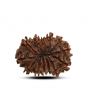 13 Mukhi Rudraksha (Nepal) 25.15 M.M.