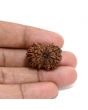 13 Mukhi Rudraksha (Nepal) 25.15 M.M.