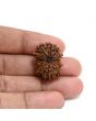 13 Mukhi Rudraksha (Nepal) 25.15 M.M.