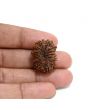 13 Mukhi Rudraksha (Nepal) 25.15 M.M.