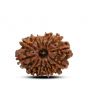 13 Mukhi Rudraksha (Nepal) 24.26 M.M.