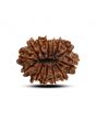13 Mukhi Rudraksha (Nepal) 24.26 M.M.