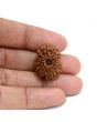 13 Mukhi Rudraksha (Nepal) 24.26 M.M.