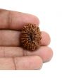 13 Mukhi Rudraksha (Nepal) 24.26 M.M.