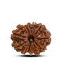 13 Mukhi Rudraksha (Nepal) 23.8 M.M.