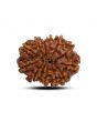 13 Mukhi Rudraksha (Nepal) 23.8 M.M.