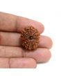 13 Mukhi Rudraksha (Nepal) 23.8 M.M.