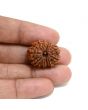 13 Mukhi Rudraksha (Nepal) 23.8 M.M.
