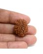 13 Mukhi Rudraksha (Nepal) 23.8 M.M.