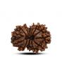 13 Mukhi Rudraksha (Nepal) 27.48 M.M.