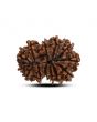13 Mukhi Rudraksha (Nepal) 27.48 M.M.