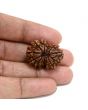 13 Mukhi Rudraksha (Nepal) 27.48 M.M.