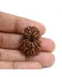 13 Mukhi Rudraksha (Nepal) 27.48 M.M.