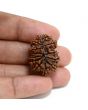 13 Mukhi Rudraksha (Nepal) 27.48 M.M.