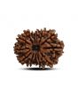13 Mukhi Rudraksha (Nepal) 24.43 M.M.