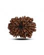 13 Mukhi Rudraksha (Nepal) 24.43 M.M.