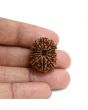 13 Mukhi Rudraksha (Nepal) 24.43 M.M.