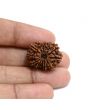 13 Mukhi Rudraksha (Nepal) 24.43 M.M.