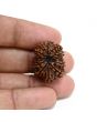 13 Mukhi Rudraksha (Nepal) 24.43 M.M.