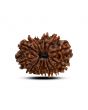 13 Mukhi Rudraksha (Nepal) 24.41 M.M.