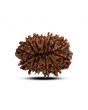 13 Mukhi Rudraksha (Nepal) 24.41 M.M.