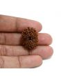 13 Mukhi Rudraksha (Nepal) 24.41 M.M.