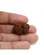 13 Mukhi Rudraksha (Nepal) 24.41 M.M.