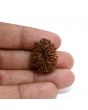 13 Mukhi Rudraksha (Nepal) 24.41 M.M.