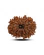 13 Mukhi Rudraksha (Nepal) 24.1 M.M.