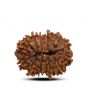 13 Mukhi Rudraksha (Nepal) 24.1 M.M.
