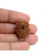 13 Mukhi Rudraksha (Nepal) 24.1 M.M.