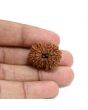 13 Mukhi Rudraksha (Nepal) 24.1 M.M.