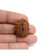 13 Mukhi Rudraksha (Nepal) 24.1 M.M.
