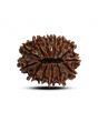 13 Mukhi Rudraksha (Nepal) 23.53 M.M.