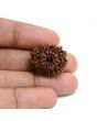13 Mukhi Rudraksha (Nepal) 23.53 M.M.