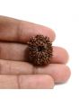 13 Mukhi Rudraksha (Nepal) 23.53 M.M.