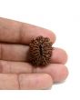 13 Mukhi Rudraksha (Nepal) 23.53 M.M.
