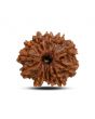 13 Mukhi Rudraksha (Nepal) 22.75 M.M.
