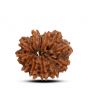 13 Mukhi Rudraksha (Nepal) 22.75 M.M.