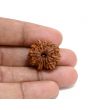 13 Mukhi Rudraksha (Nepal) 22.75 M.M.
