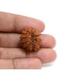 13 Mukhi Rudraksha (Nepal) 22.75 M.M.